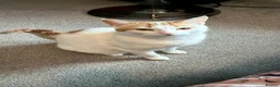 Domestic Shorthair cats for sale: 1 year old female cats for rehome in Bridgwater - Advert 4