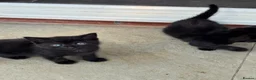 Mixed Breed cats for sale: Mixed British shorthair kittens grey and black - Advert 3