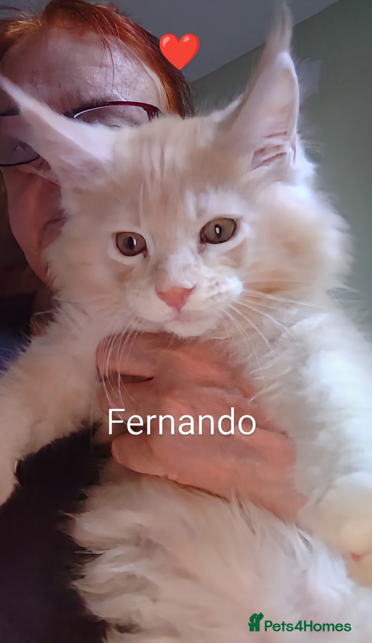 Maine Coon cats for sale: Maine coon boy kitten GCCF pedigree - Advert 19