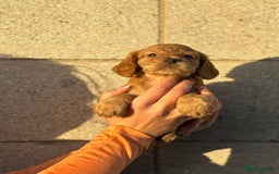 Cocker Spaniel dogs for sale: Kc reg Golden working cocker spaniel puppies  - Advert 5