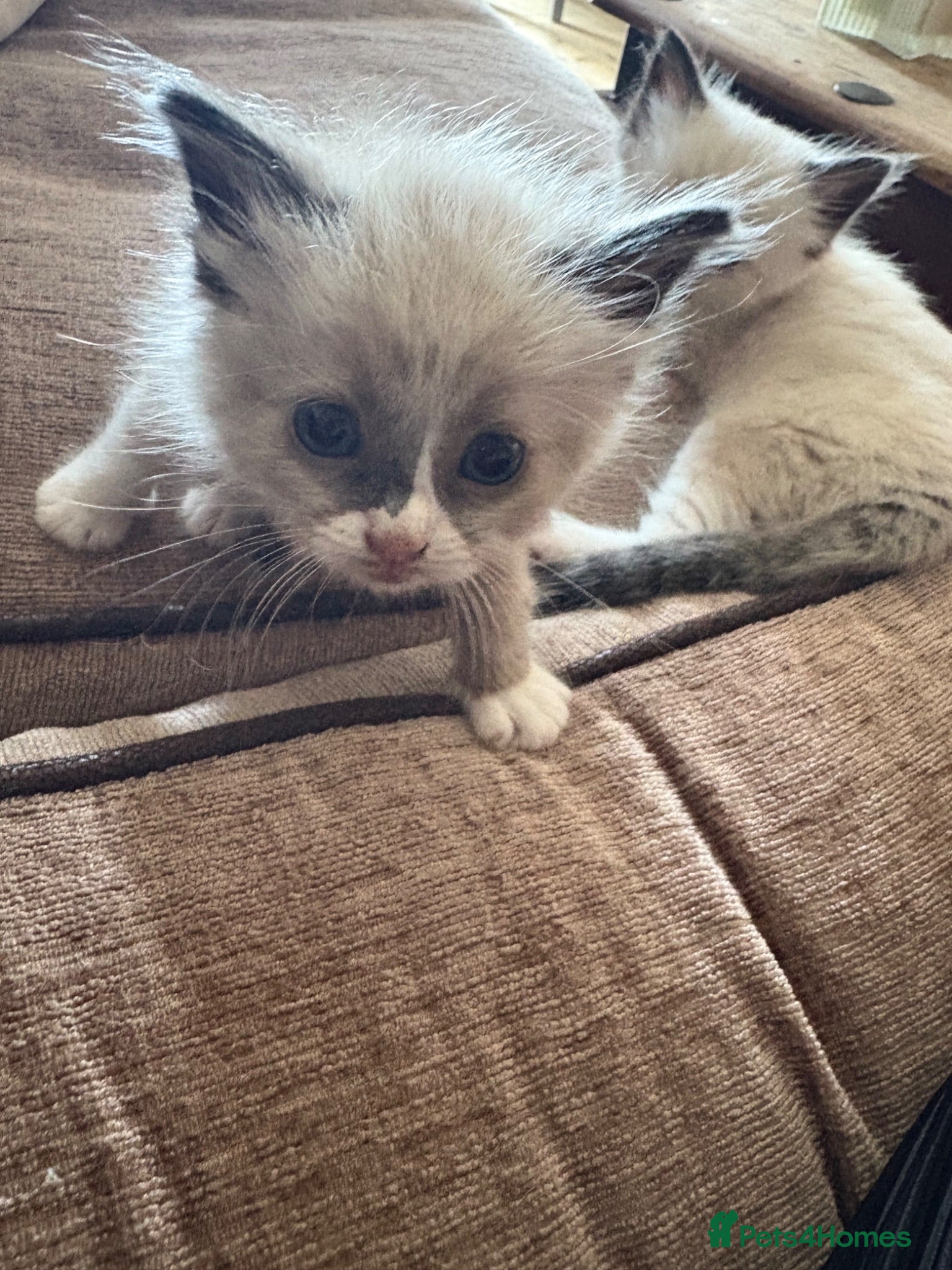 Ragdoll cats Beautiful 100% ragdoll babies - Advert 16