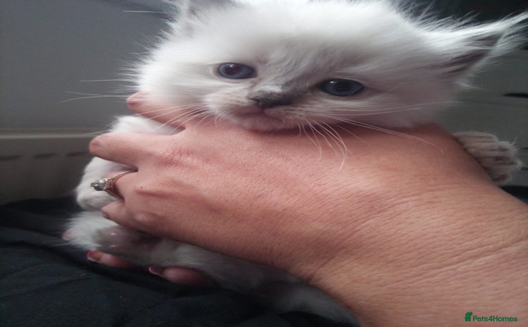 Ragdoll cats - Advert 2
