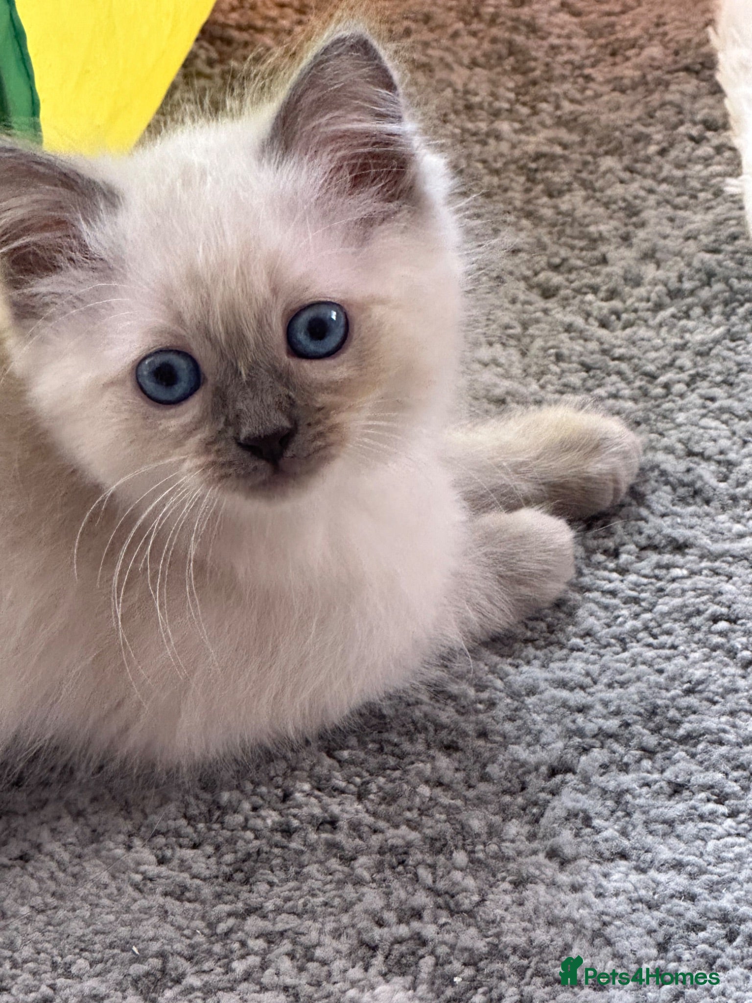 Ragdoll cats Bi-colour Ragdoll Kittens,Choc & Blue Sealpoint - Advert 10