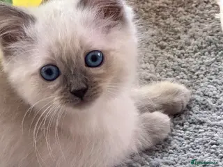 Ragdoll cats Bi-colour Ragdoll Kittens,Choc & Blue Sealpoint - Advert 3