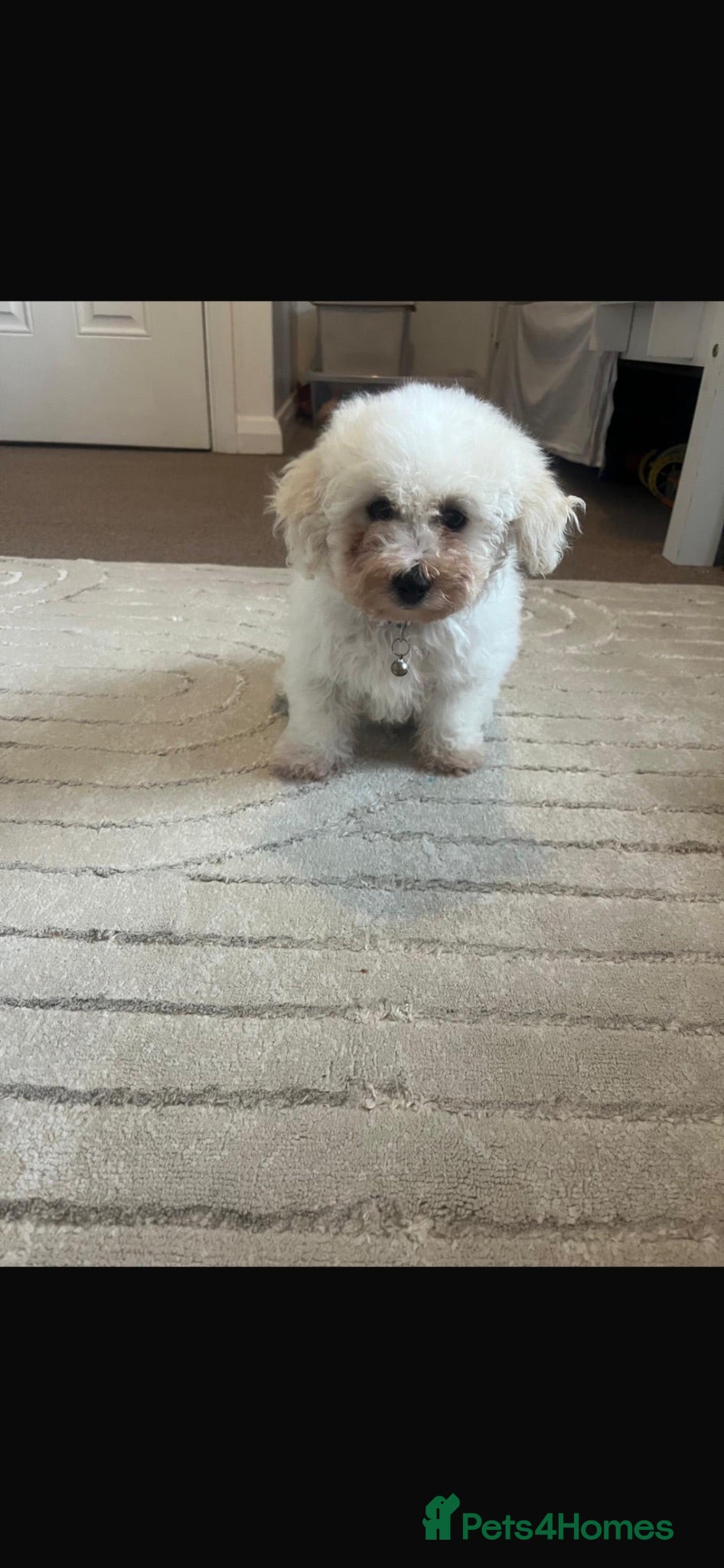 Bichon Frise dogs Bichon frise last boy left  - Advert 6