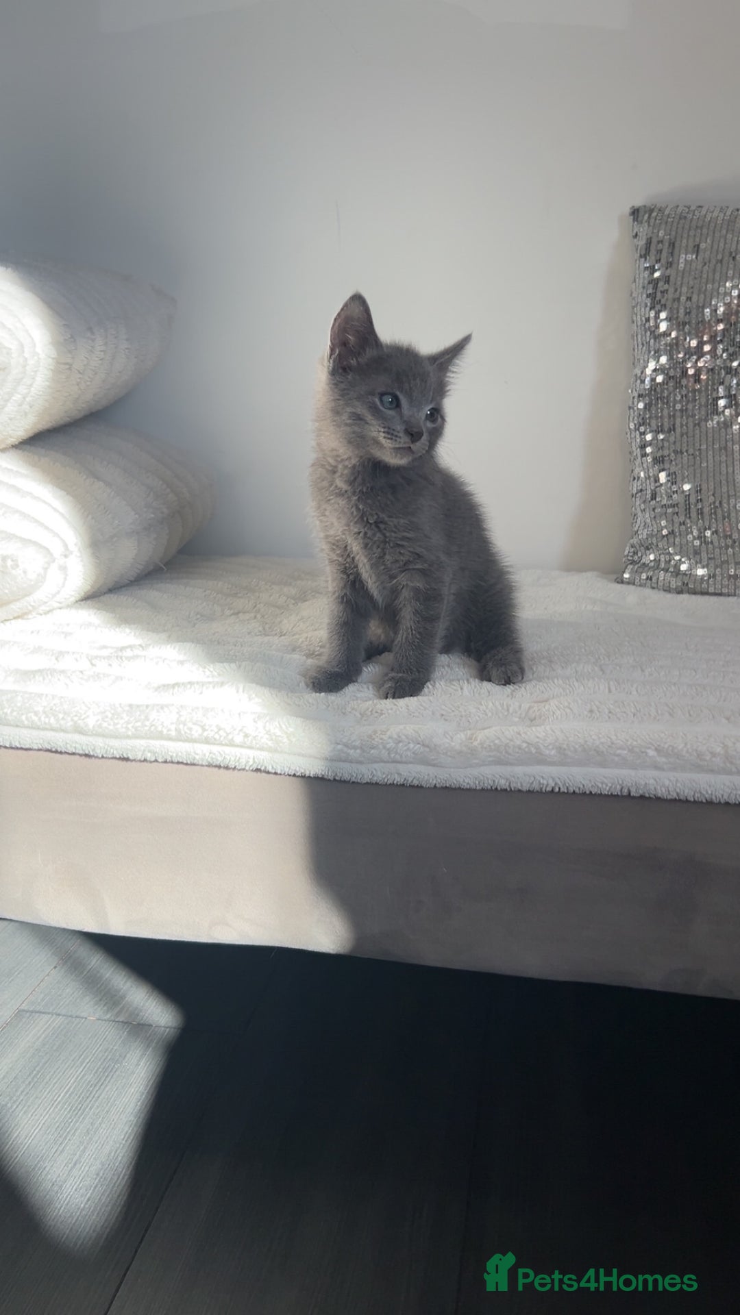 American Shorthair cats for sale: American short haired cross Norwegian forest cat - Image 17