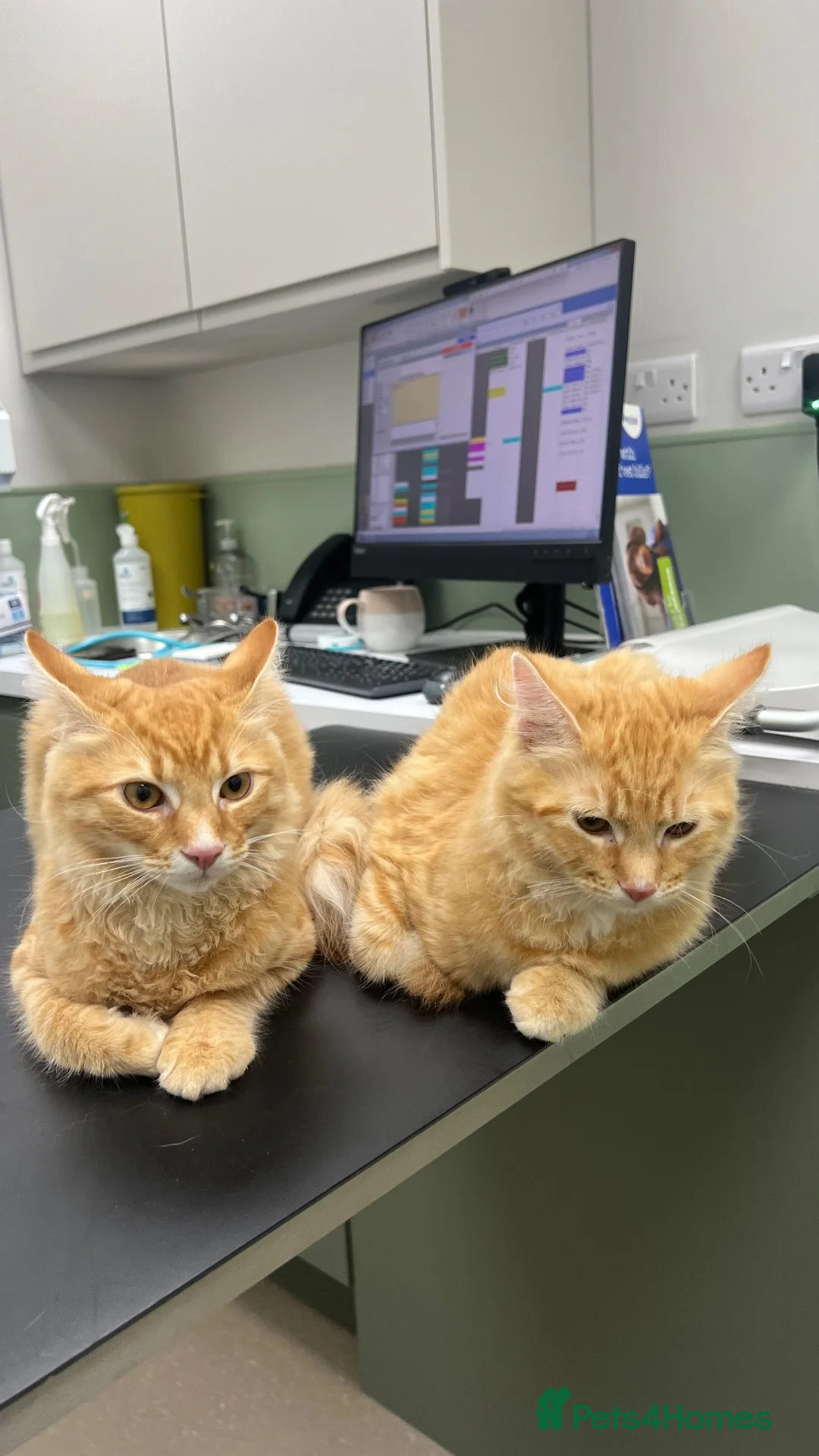 Mixed Breed cats for sale: Two Ginger Kittens Looking for a Loving Home in Salford - Advert 12