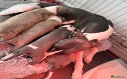 Whippet dogs for sale: Blue Whippet Puppies for Sale - Advert 10