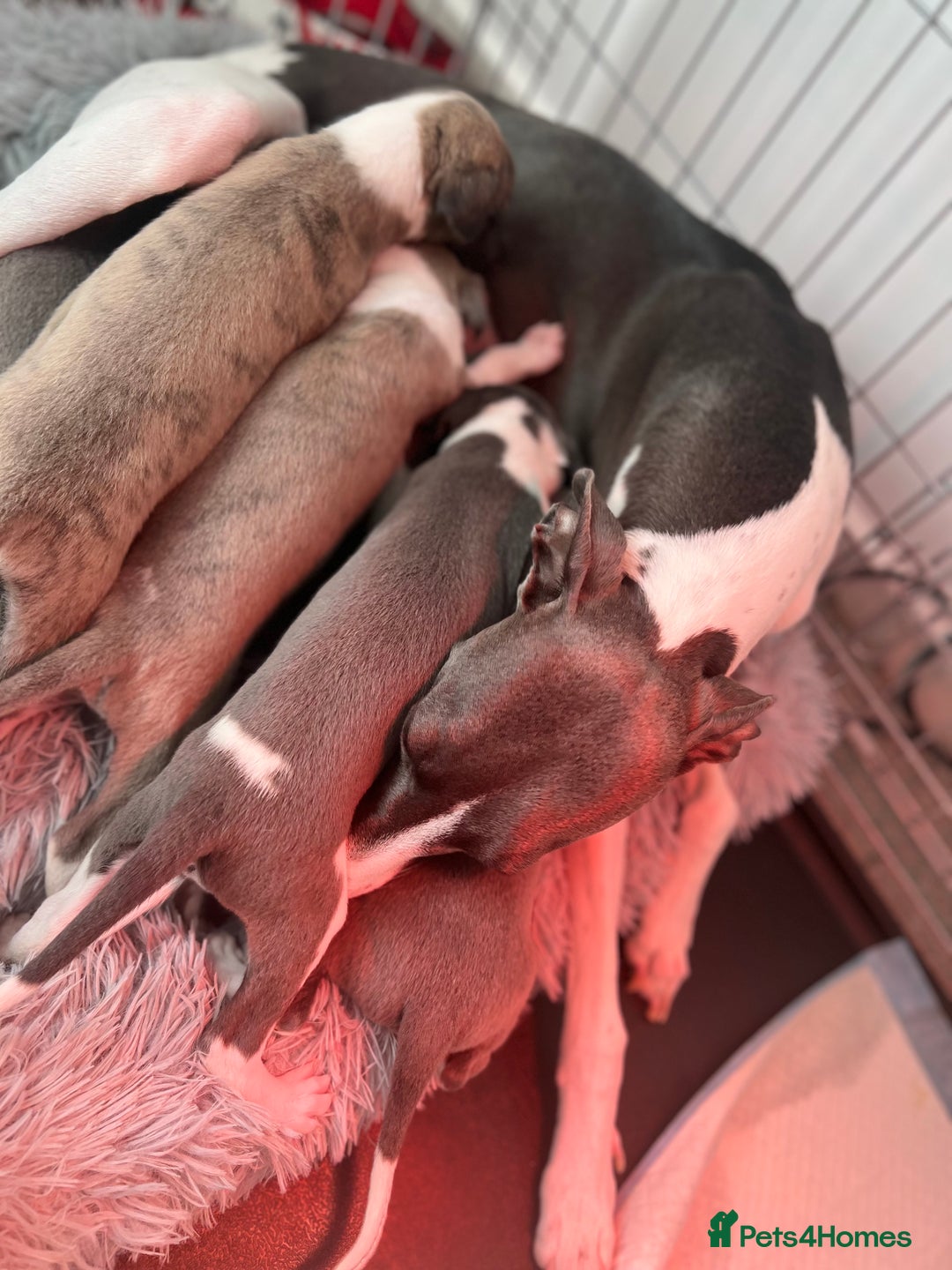 Whippet dogs for sale: Blue Whippet Puppies for Sale - Advert 10