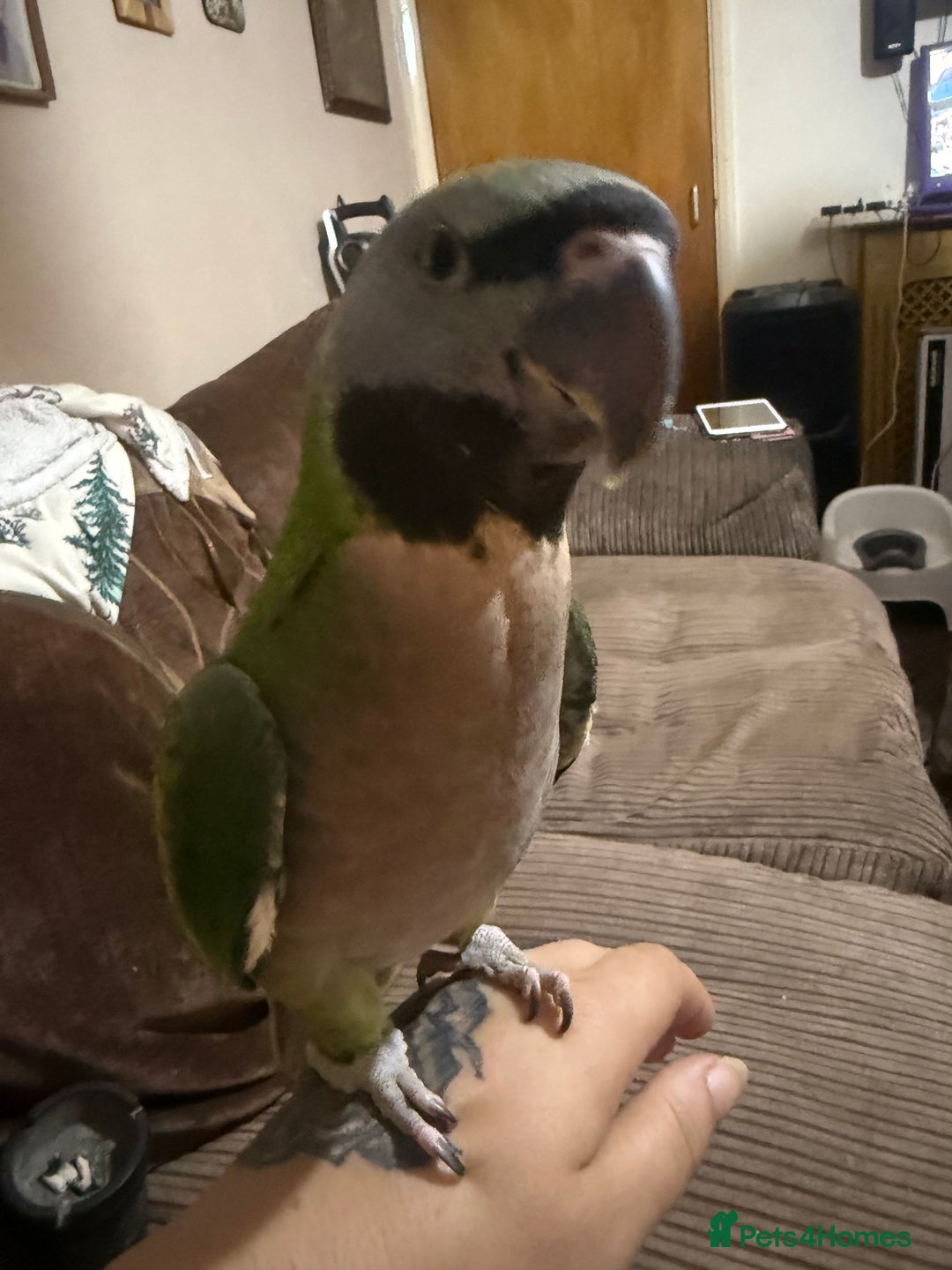 Parrots birds for sale: Handreared Derbyran parrot - Image 9