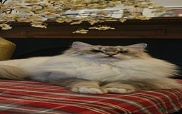 Ragdoll cats for sale: Tica registered Grand Champion Ragdoll kittens  - Image 19