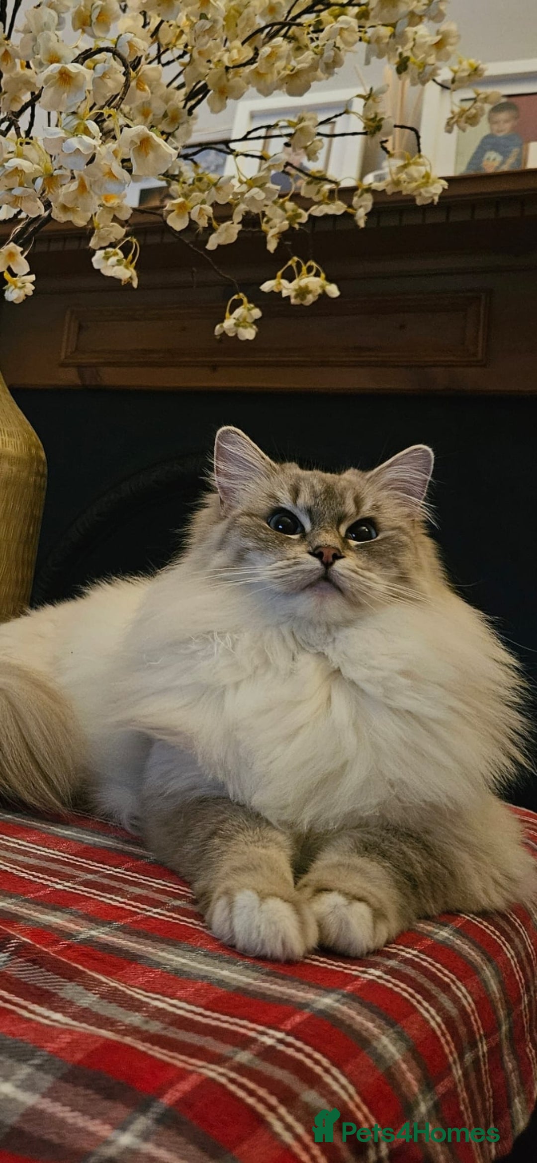 Ragdoll cats for sale: Tica registered Grand Champion Ragdoll kittens  - Image 19
