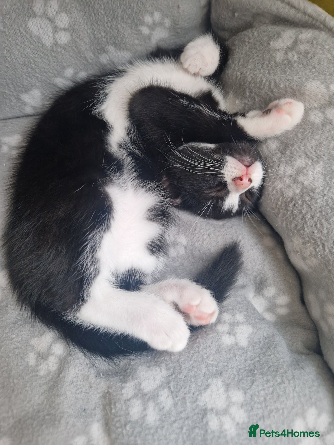 British Shorthair cats for sale: 9 week old male kittens - Image 4