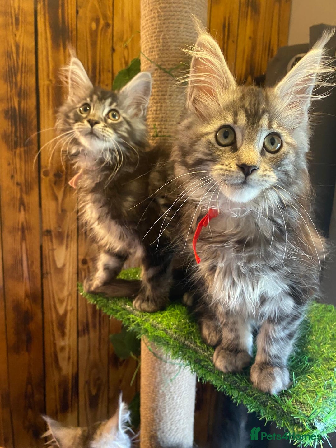 Maine Coon cats for sale: Gccf maine coon babies - Advert 23