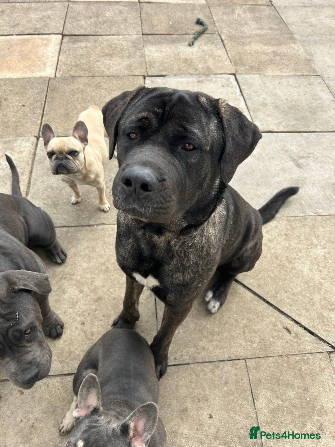 Mixed Breed dogs for sale: Shadow  - Image 11