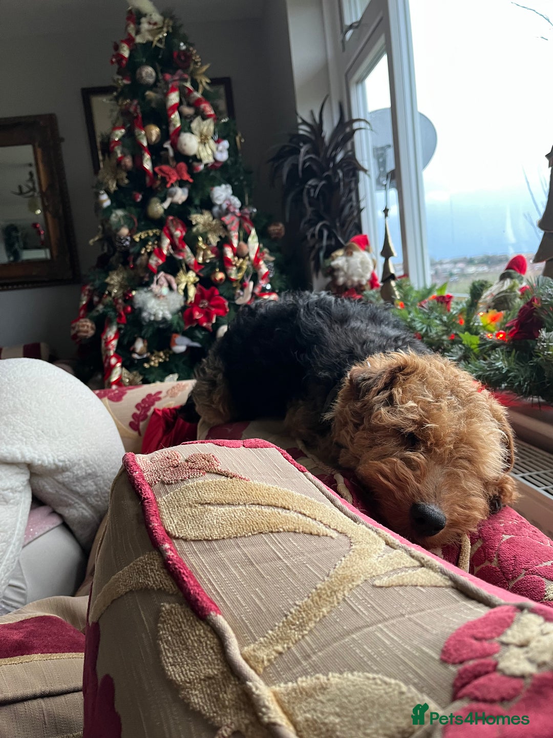 Welsh Terrier dogs for sale: A STUNNING LITTER OF WELSIES - Advert 3