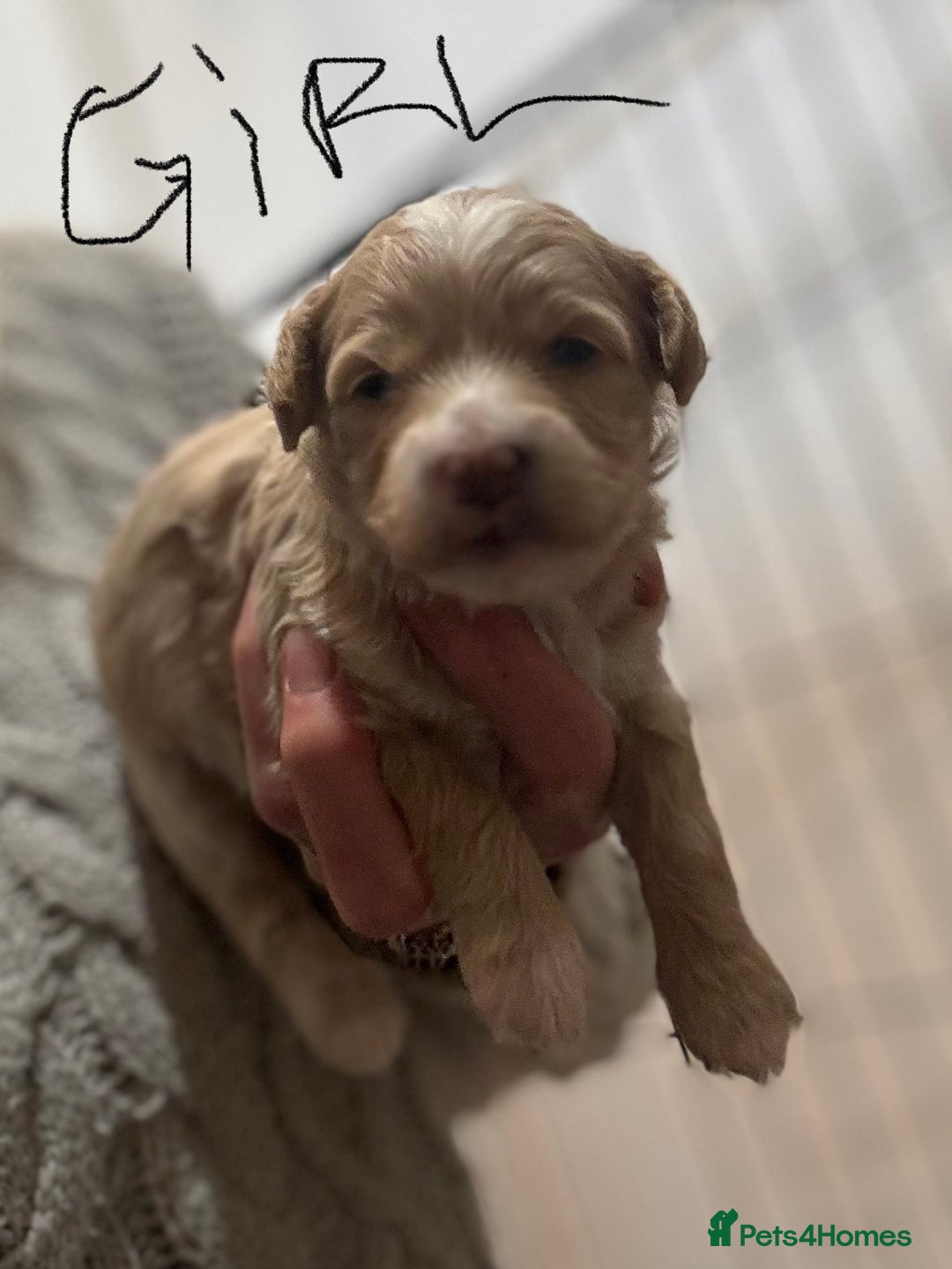 Maltipoo dogs for sale: Maltipoo pups  - Advert 3