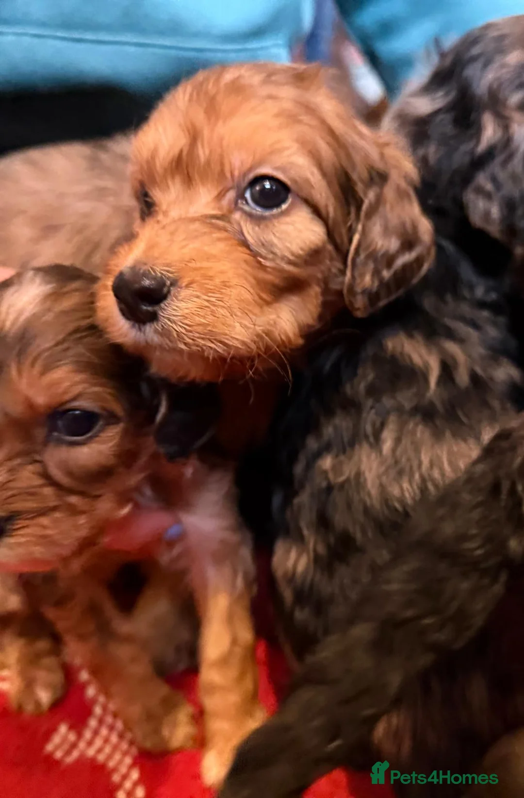 Irish Doodle dogs for sale: Irish Doodles (Mini)  - Advert 2