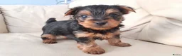 Yorkshire Terrier dogs for sale: Miniature Yorkshire Terrier Pups - Advert 5