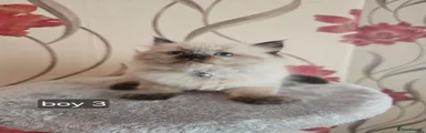 Ragdoll Kitten 3