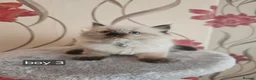 Ragdoll cats for sale: 5 beautiful ragdoll kittens 😸 ♥️  - Advert 4