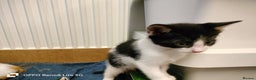 Domestic Shorthair cats for sale: Kittens  - Advert 16