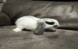Mini Lop rabbits for sale: Gorgeous Bucks available  - Image 7