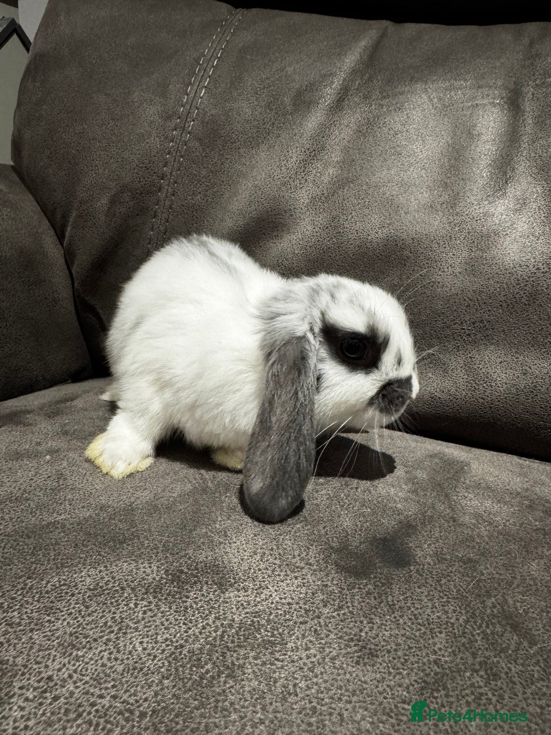 Mini Lop rabbits for sale: Gorgeous Bucks available  - Image 7