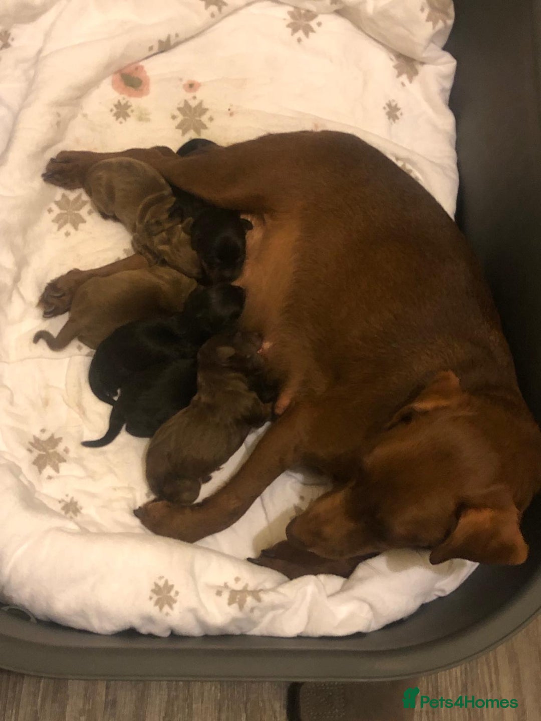 Mixed Breed dogs for sale: Patterdale/dashound pups - Advert 5