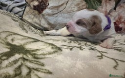 Mixed Breed dogs for sale: Cockalier puppies  - Advert 6