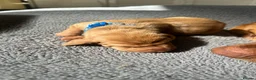 Hungarian Vizsla dogs for sale: 5 handsome hungarian vizsla puppies for sale - Advert 37