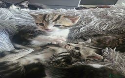 British Shorthair cats for sale: Kittens for sale - Image 4