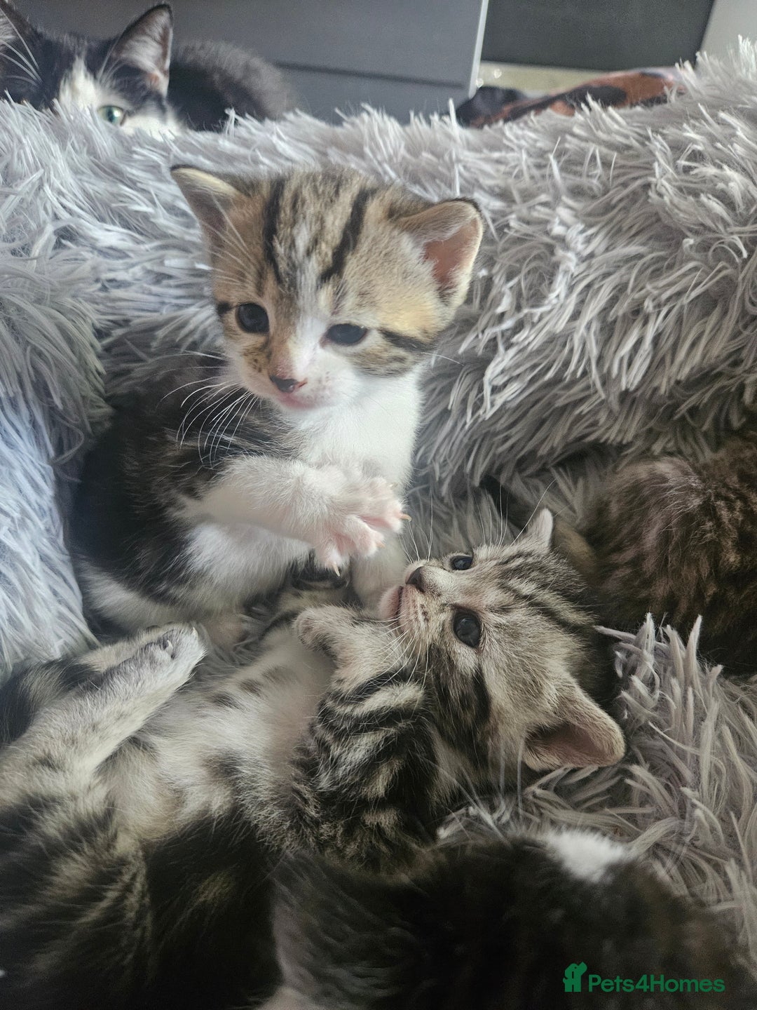 British Shorthair cats for sale: Kittens for sale - Image 4