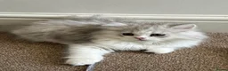 Persian cats for sale: Female kitten  in London - Advert 6