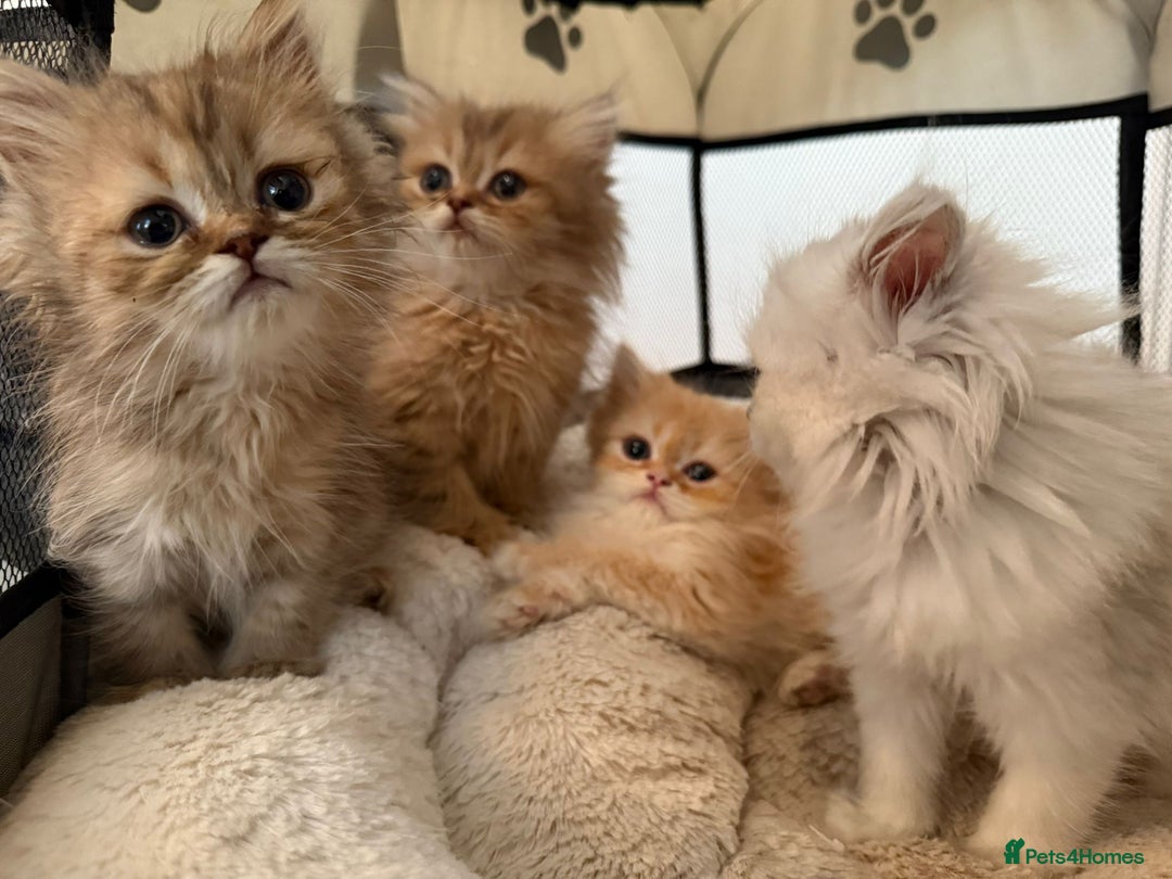 Persian cats for sale: Adorable Persian Kittens  - Image 6