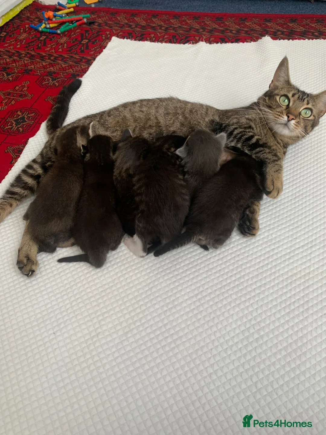 Mixed Breed cats for sale: Beautiful kittens looking for loving home. - Advert 2