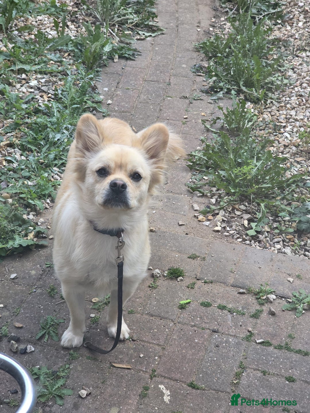 Mixed Breed dogs for sale: Rehome - Advert 2