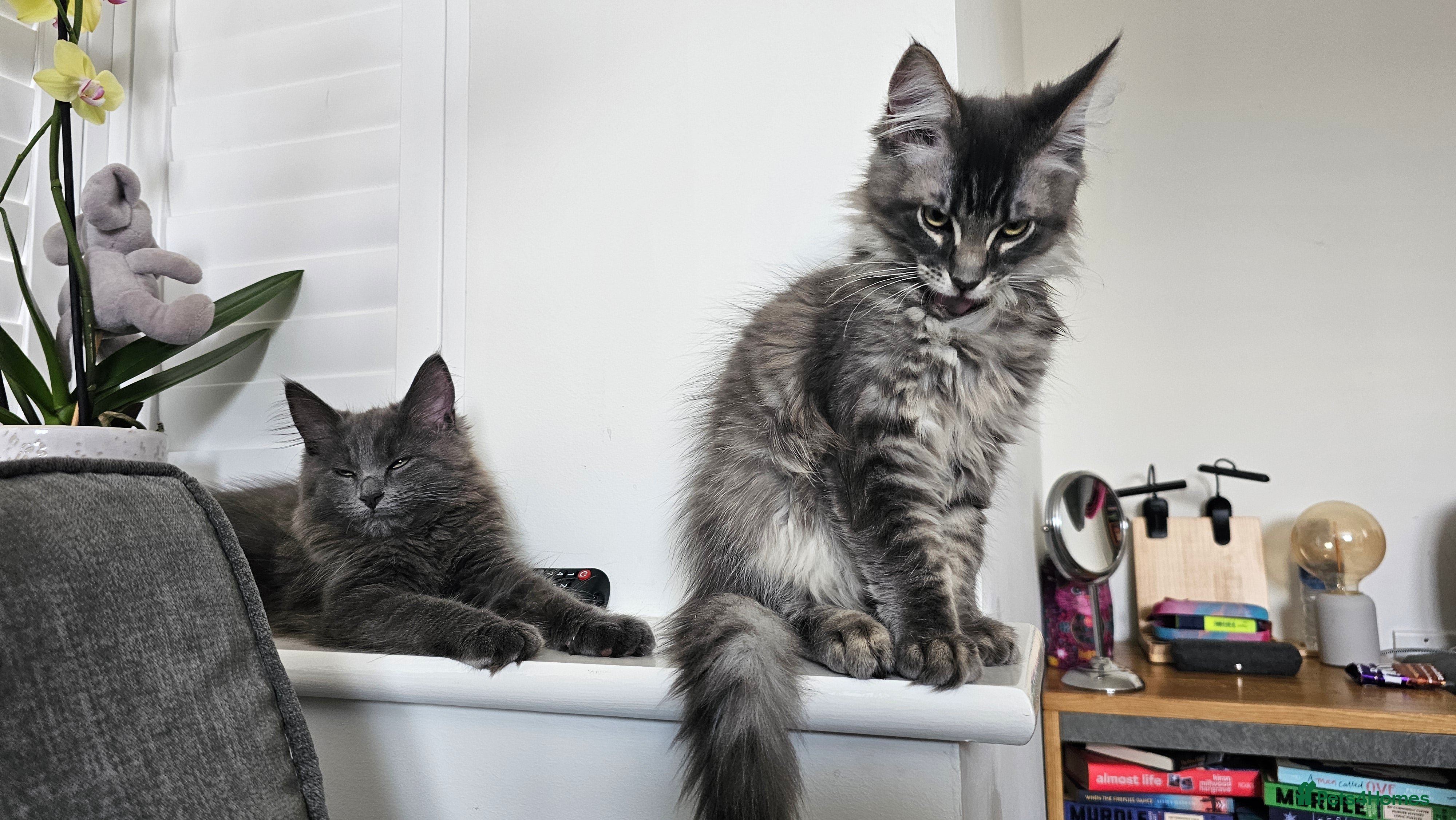 Maine Coon cats Gorgeous, sociable maine coon kittens  - Advert 2