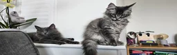 Maine Coon cats for sale: Gorgeous, sociable maine coon kittens  - Advert 2
