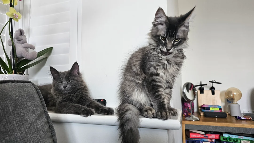 Maine Coon cats for sale: Gorgeous, sociable maine coon kittens  - Advert 2