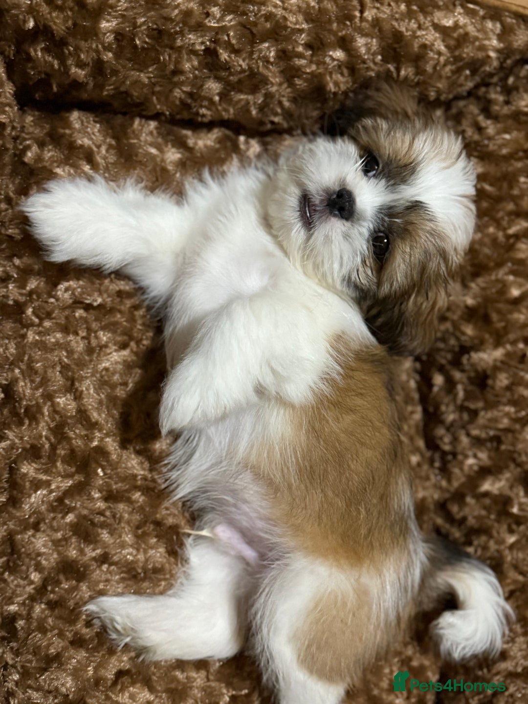 Shih Tzu dogs for sale: Beautiful Shih Tzu puppy for sale  - Advert 4