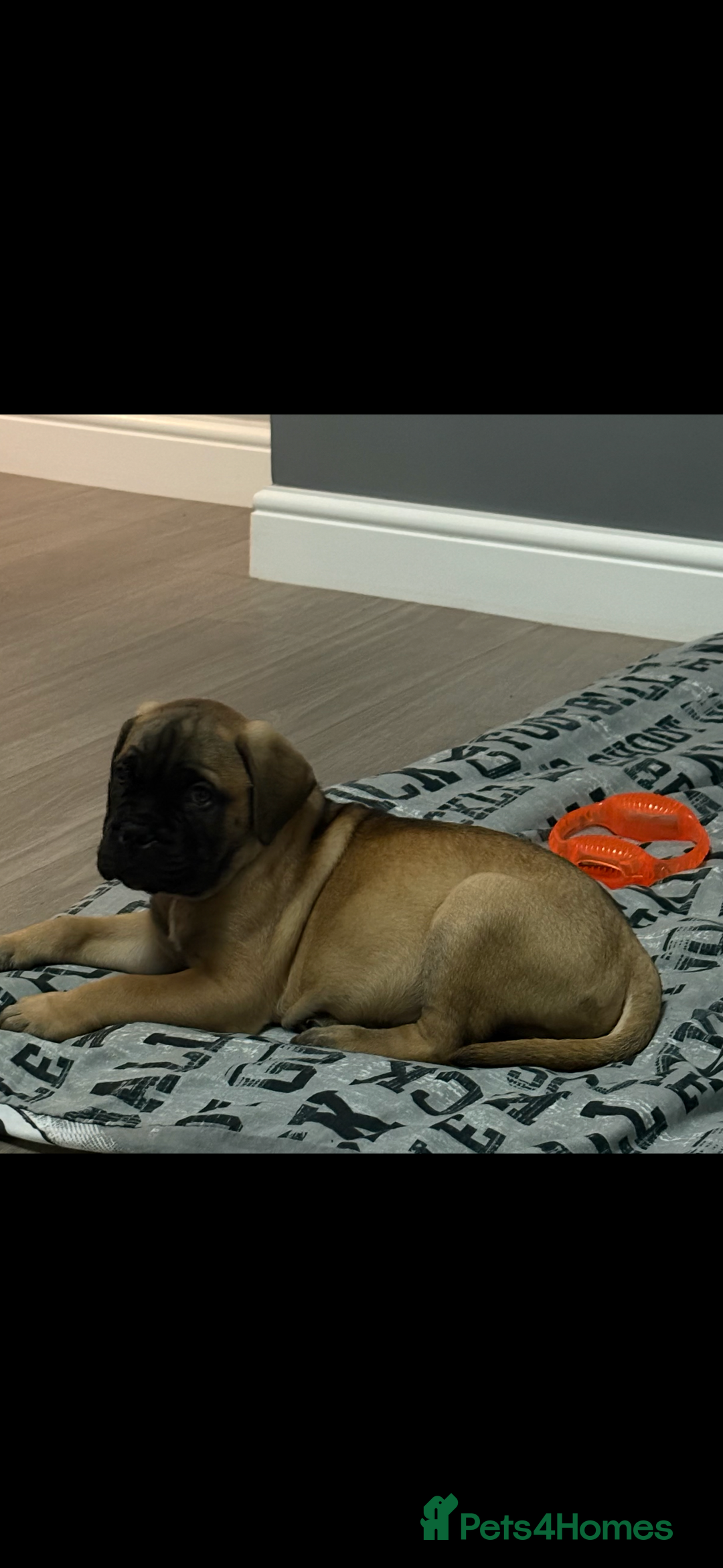 Bullmastiff dogs for sale: Beautiful Pedigree Puppies - Advert 16