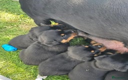Rottweiler dogs for sale: 🌟 Adorable Rottweiler Puppies for Sale! 🌟 - Image 8