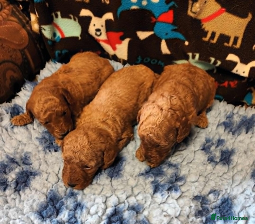 Labradoodle dogs for sale: F1b MINIATURE LABRADOODLES. 5* LICENCED BREEDER. - Image 5