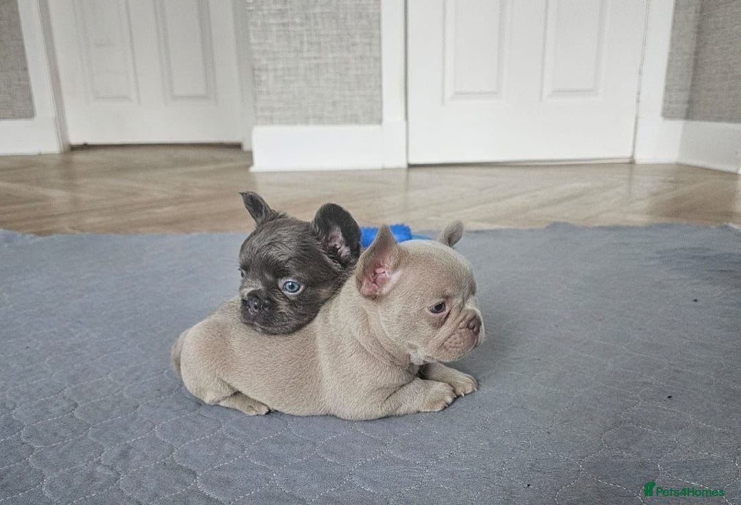 French Bulldog dogs for sale: French bulldog pups - Image 16