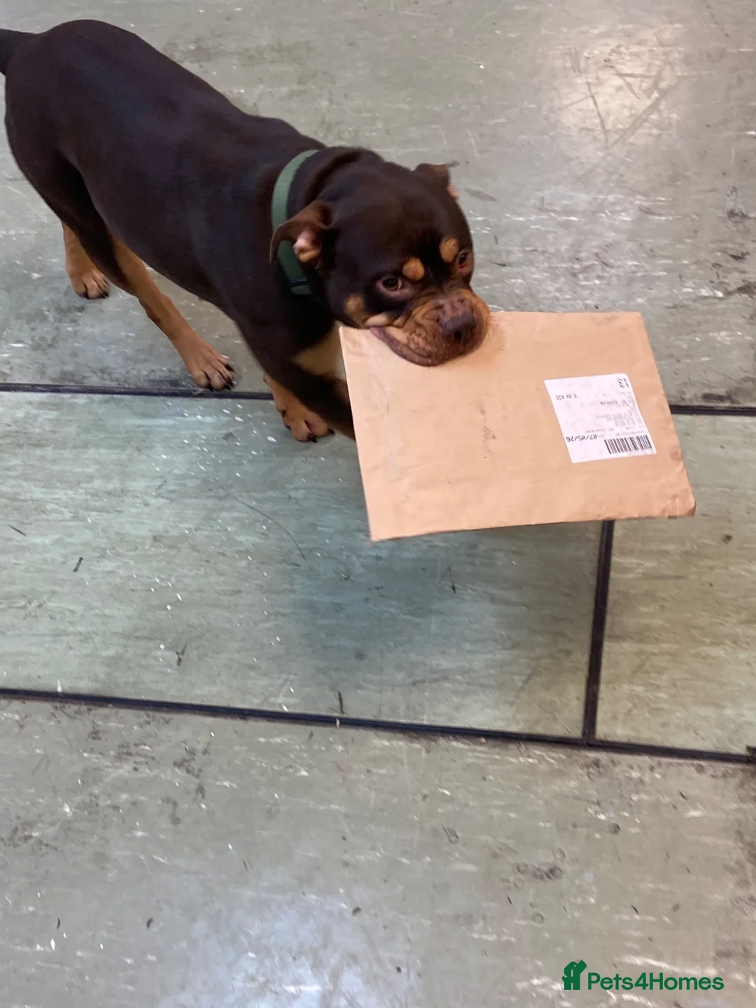Mixed Breed dogs for sale: Bonnie  in Carterton - Advert 2