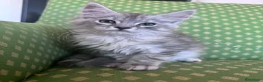 Maine Coon Kitten 1