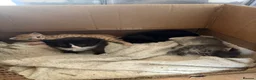 Mixed Breed cats for sale: Beautiful kittens looking for their family  - Advert 3