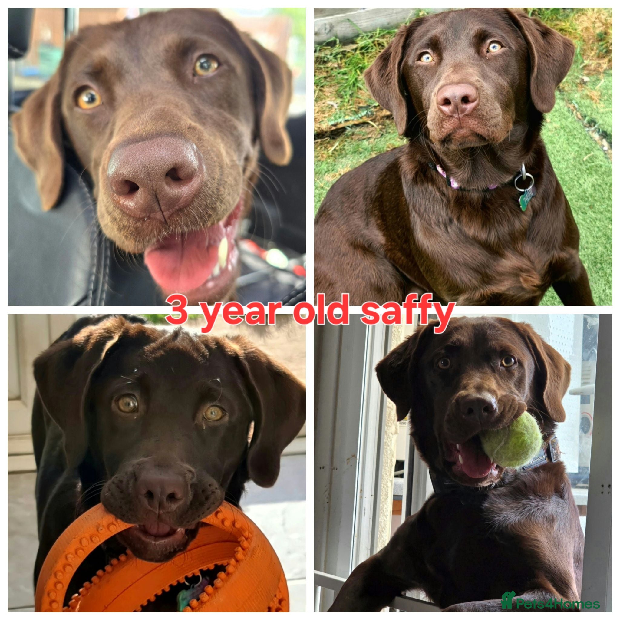 Labrador Retriever dogs Chocolate labour retriever - Advert 1