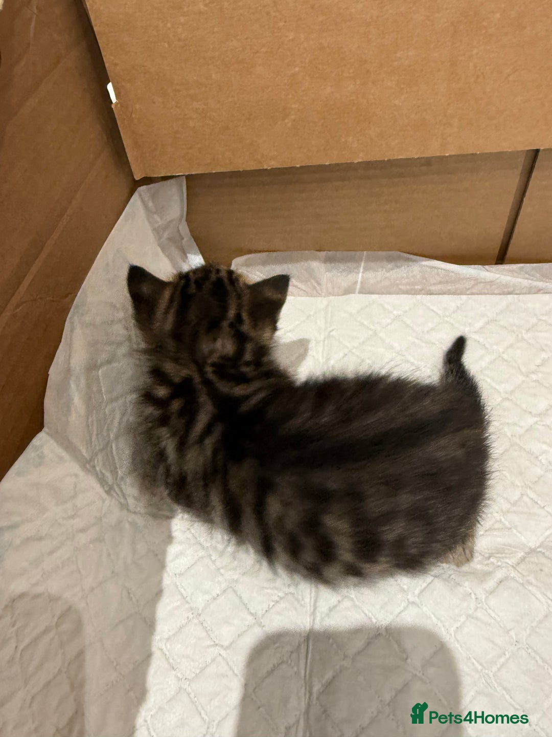 Mixed Breed cats for sale: Affectionate, beautiful cats - Advert 5